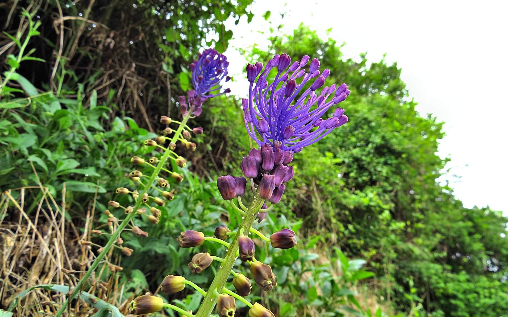 Le ultime arrivate tra le piante gi� fiorite